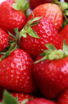 Strawberry (Fragaria L.)