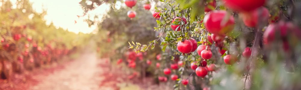 Ripe,Pomegranate,Fruits,Hanging,On,A,Tree,Branch,In,The